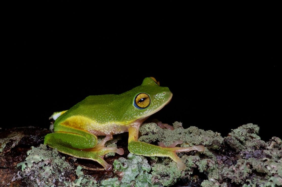 A not-particularly-small Round-snout Pygmy Frog surveying its kingdom Or queendom, not sure. Also not sure why this green Pseudophilautus is called &quot;pygmy&quot; when none of the other similar species are. It is not any smaller than the others. Geotagged,Pseudophilautus femoralis,Sri Lanka,Summer