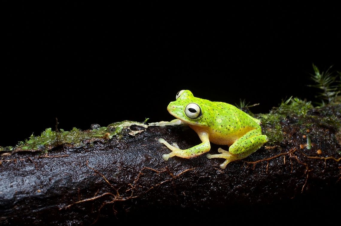 Can you spot the Poppy's Shrub Frog? Ah, looks like someone already spotted it. Geotagged,Pseudophilautus poppiae,Sri Lanka,Summer