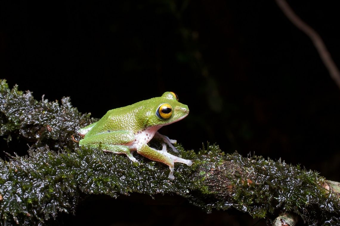 A Moore's Shrub Frog showing off its crazy big hands This frog does not look properly proportioned, but it gets along just fine, thank you very much. Geotagged,Pseudophilautus mooreorum,Sri Lanka,Summer