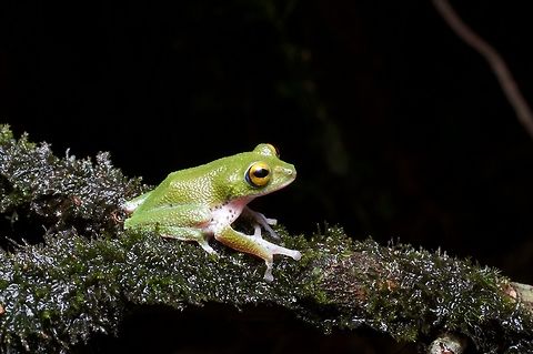 A Moore's Shrub Frog showing off its crazy big hands This frog does not look properly proportioned, but it gets along just fine, thank you very much. Geotagged,Pseudophilautus mooreorum,Sri Lanka,Summer