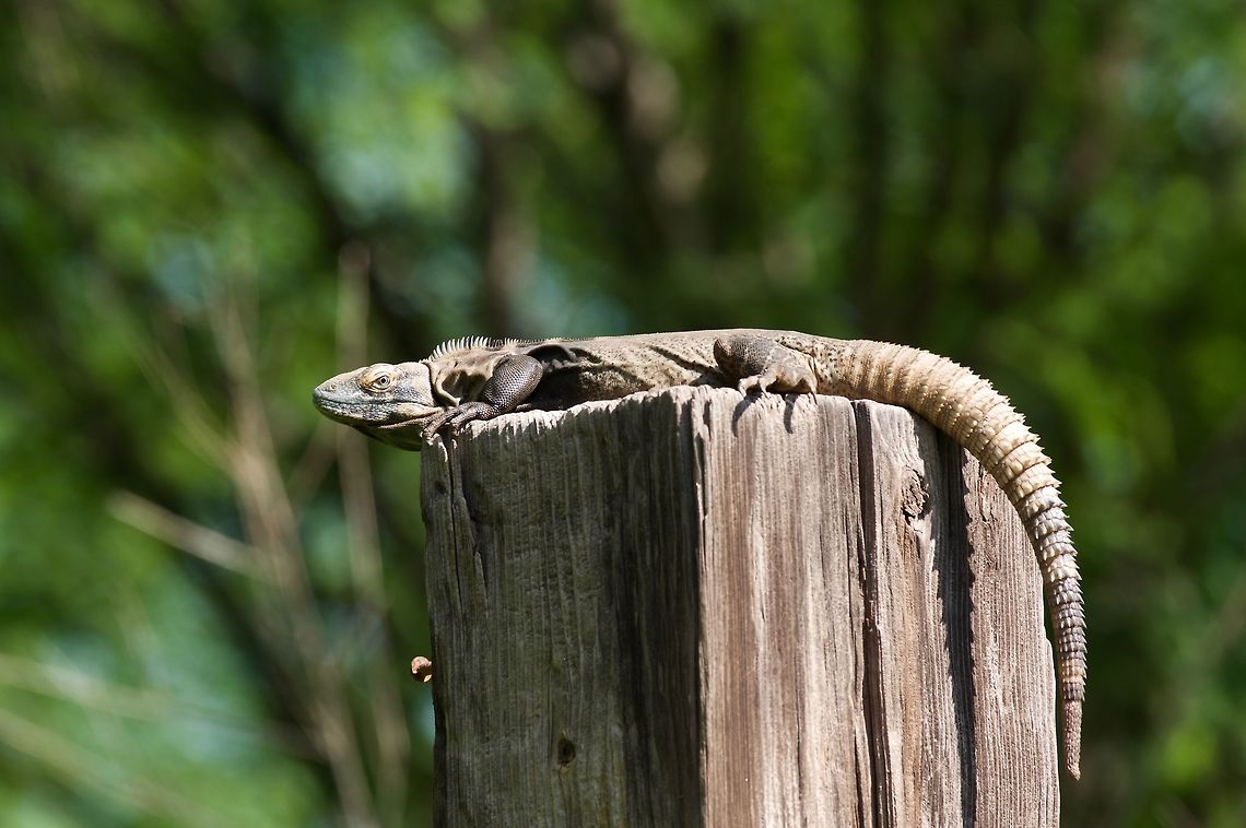 He's got his eye on you These big, tough-looking lizards are common around &Aacute;lamos, Sonora, where I saw this one atop a post. I&#039;m not sure what the purpose of the post was, other than to serve as a lizard pedestal. Ctenosaura macrolopha,Geotagged,Mexico,Summer