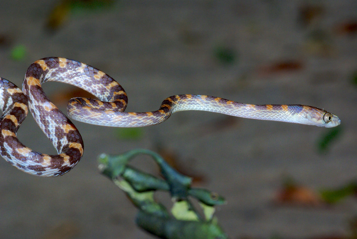 An Ampijoroa Tree Snake showing off its muscles This is one of those long skinny tree snakes that can hold a very long portion of its body in midair. An impressive feat! Ampijoroa Tree Snake,Colubrid,Fall,Geotagged,Lycodryas pseudogranuliceps,Madagascar