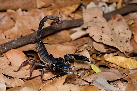 One of the world's largest scorpions would like to say hello I like the part in the Wikipedia explanation about "its venom is not usually lethal to humans". I think this translates to "their venom is not actually very strong, and would be of only minor consequence to humans", but I chose not to test this theory directly. Geotagged,Heterometrus swammerdami,Sri Lanka,Summer