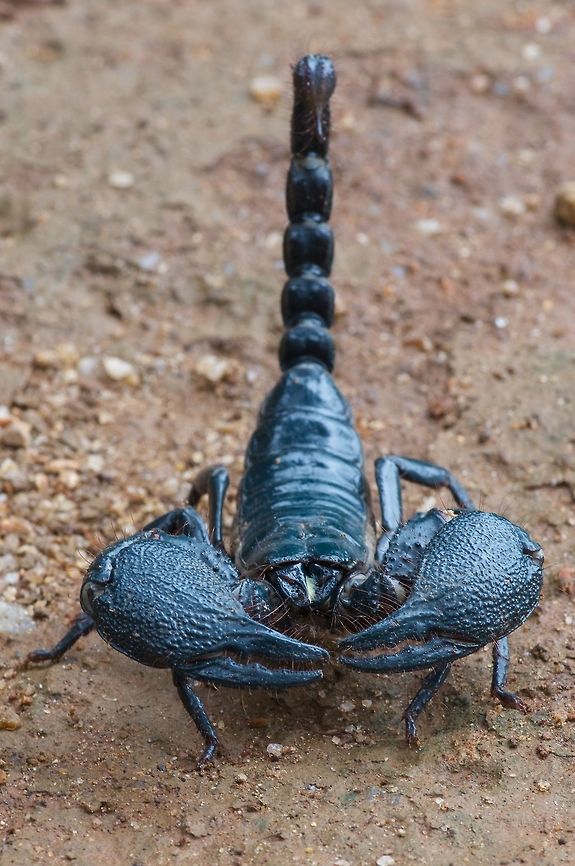 You talkin' to me, tough guy? I saw giant forest scorpions (genus Heterometrus) in three locations in Sri Lanka, and according to the scorpion experts on iNaturalist they were all three different species. They all looked basically like this, with slight variation in coloration and foot structures I guess. Geotagged,Heterometrus indus,Sri Lanka,Summer