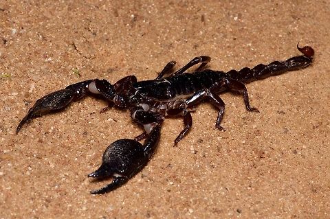 Giant scorpion on the prowl This species is only known from Yala National Park, from which it apparently gets its name. I say "apparently" because the name is spelled "yaleensis" rather than "yalaensis", and the 2019 paper that described this species says it is from "Yale National Park", which must be a misspelling, no? So, sadly, I fear that its scientific name is based on a misspelling. I have tried to make up for that here by inventing a common name that is not misspelled. Geotagged,Heterometrus yaleensis,Sri Lanka,Summer,Yala Giant Scorpion,Yala National Park