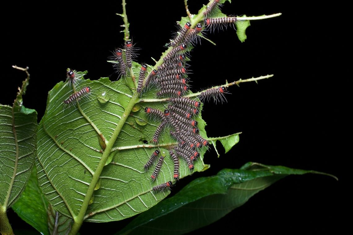 A collective noun of caterpillars I just don't know which collective noun. Googling suggests "army". Asota plana,Geotagged,Sri Lanka,Summer