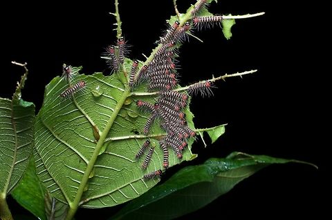 A collective noun of caterpillars I just don't know which collective noun. Googling suggests "army". Asota plana,Geotagged,Sri Lanka,Summer