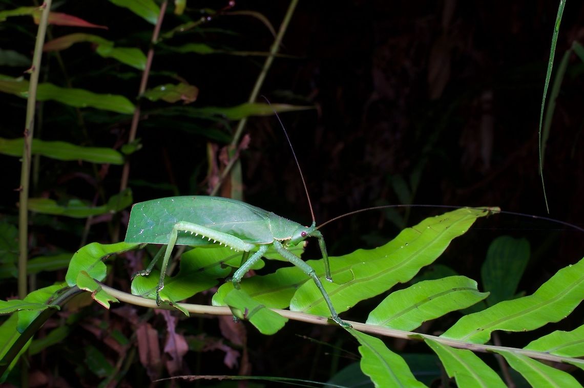 A formidable leaf mimic katydid from Sri Lanka Katydids are definitely the best orthopterans. Geotagged,Sri Lanka,Summer,Temnophylloides astridula