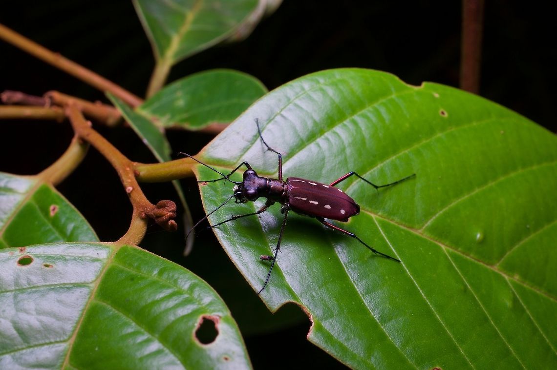 A flighty tiger beetle from Sri Lanka We saw several of these flighty little beetles in the Sri Lanka lowland rainforests. At one point we were trying to take photos of a very small snake and one of these tiger beetles repeatedly flew up and photo-bombed our session. The nerve! Cicindela lacrymans,Geotagged,Sri Lanka,Summer
