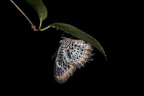 Tamil Lacewing butterfly resting at night I mostly photograph butterflies when they're sleeping at night and I'm out looking for reptiles and amphibians (some of which are also sleeping, but many of which are nocturnal). A lot of butterfly underwings aren't very eye-catching, which no doubt reduces the number of butterflies that are eaten while they sleep. This one was quite noticeable though! Cethosia nietneri,Geotagged,Sri Lanka,Summer,Tamil lacewing