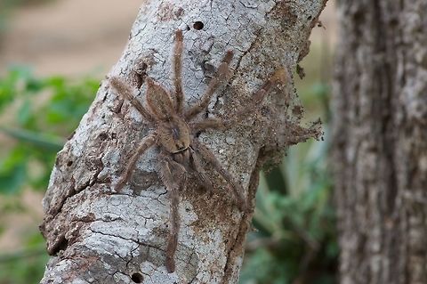 A Ghost Ornamental Tarantula on a small tree trunk Surprisingly, this was the least interesting tarantula I saw in Sri Lanka. Geotagged,Poecilotheria vittata,Sri Lanka,Summer