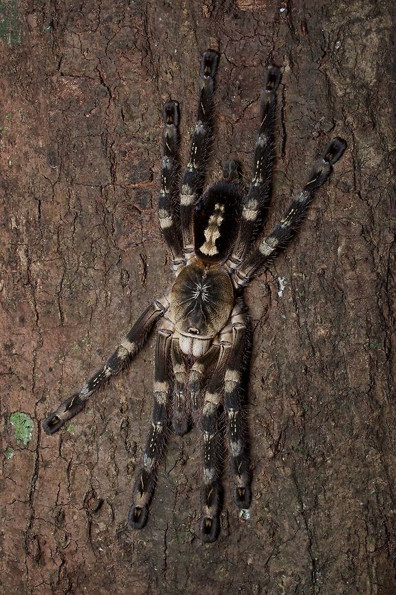 A beautiful tarantula on a tree trunk in Sri Lanka This was the best-looking tarantula I saw in Sri Lanka. Geotagged,Ivory-billed ornamental tarantula,Poecilotheria subfusca,Sri Lanka,Summer