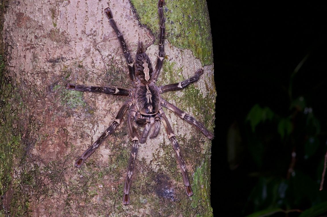 A big ol' tarantula on a tree trunk in Sri Lanka  Geotagged,Poecilotheria ornata,Sri Lanka,Summer