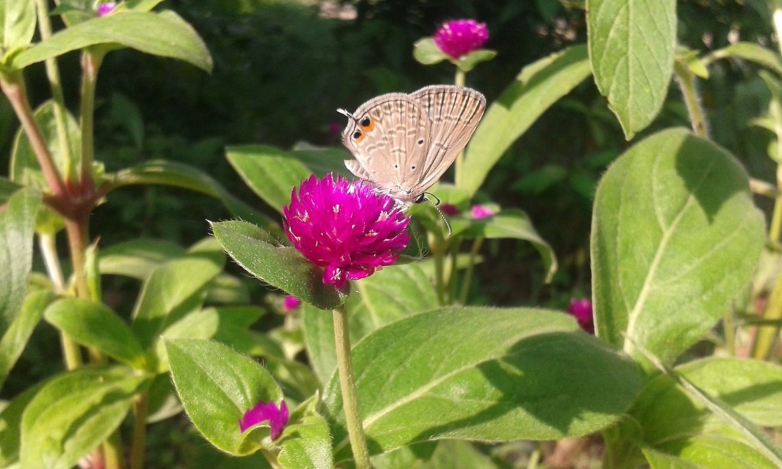 Silver forget-me-not it&#039;s a butterfly and i seeking for it&#039;s detailed identification.<br />
 Euchrysops cnejus,Gram Blue,butterfly,insect,wildlife