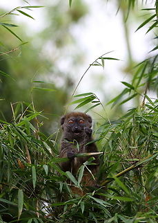 Western grey bamboo lemur  Geotagged,Hapalemur occidentalis,Madagascar,Spring,Western lesser bamboo lemur
