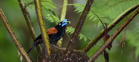 Helmet vanga  Euryceros prevostii,Geotagged,Helmet vanga,Madagascar,Spring