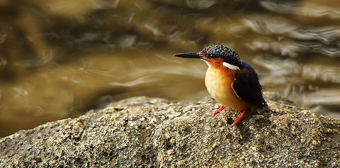 Malagasy_kingfisher  Alcedo vintsioides,Corythornis vintsioides,Geotagged,Madagascar,Malagasy Kingfisher,Malagasy kingfisher,Spring