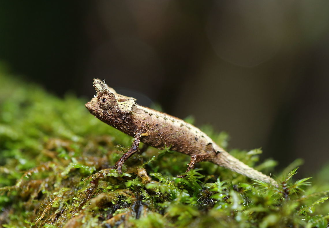 Brookesia_betschi  Brookesia betschi,Geotagged,Madagascar,Spring,brookesia betschi