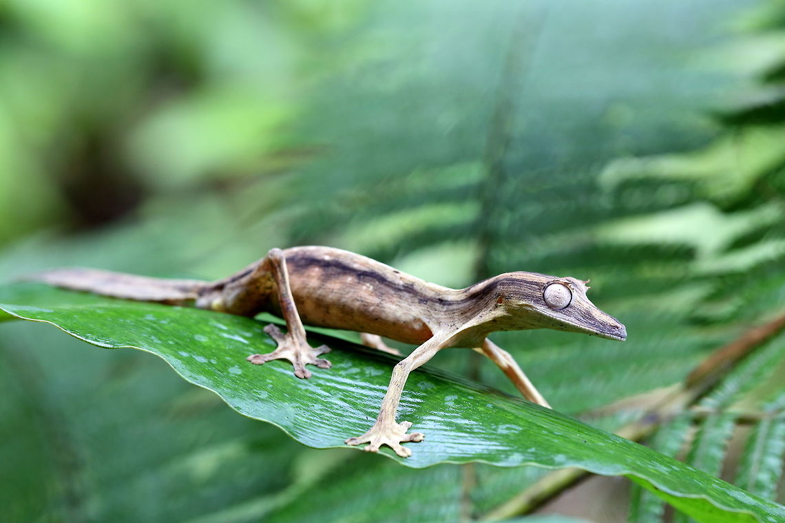 Uroplatus_lineatus  Geotagged,Lined Leaf-tail Gecko,Madagascar,Spring,Uroplatus lineatus
