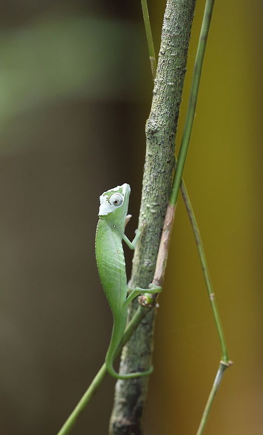 Calumma_marojezense  Calumma marojezense,Geotagged,Madagascar,Spring