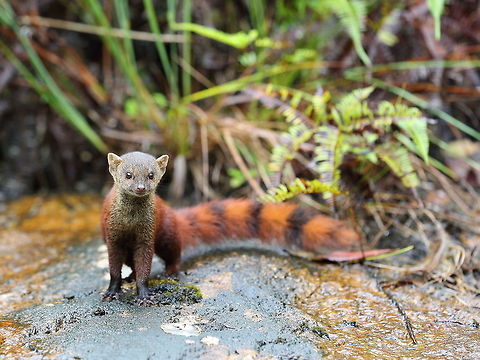 Ring-tailed_mongoose  Galidia elegans,Geotagged,Madagascar,Ring-tailed mongoose,Spring