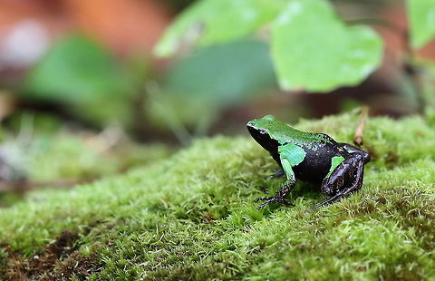 Mantella_nigricans  Geotagged,Guib&eacute;s Mantella,Madagascar,Mantella nigricans,Spring