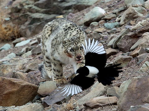 Snow_leopard  Geotagged,Snow leopard,Uncia uncia,Winter