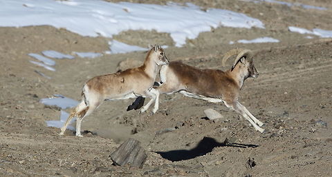 Urial  Geotagged,Ovis orientalis arkal,Ovis orientalis vignei,Transcaspian Urial,Urial,Winter