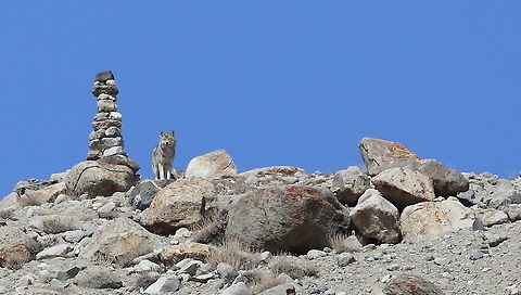 Tibetan_wolf  Canis lupus chanco,Geotagged,Tibetan wolf,Winter