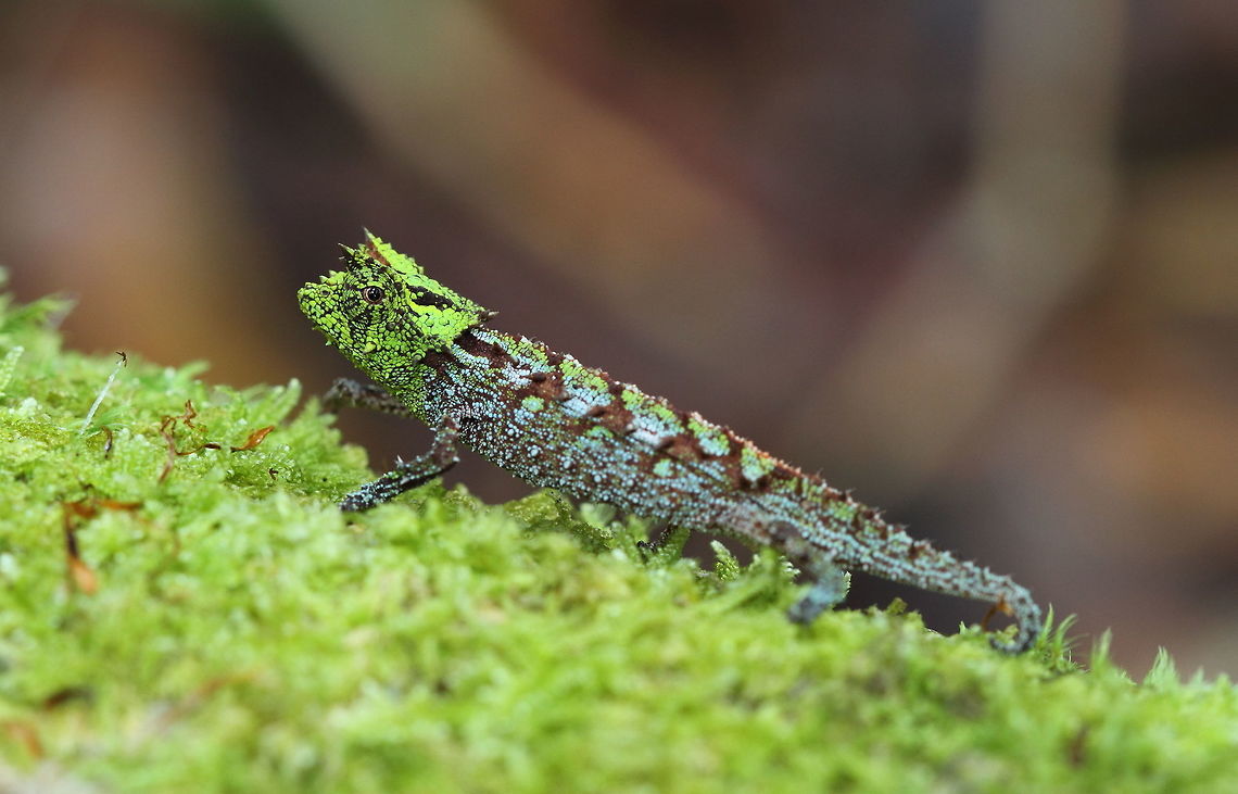 Brookesia_vadoni  Brookesia vadoni,Geotagged,Madagascar,Spring