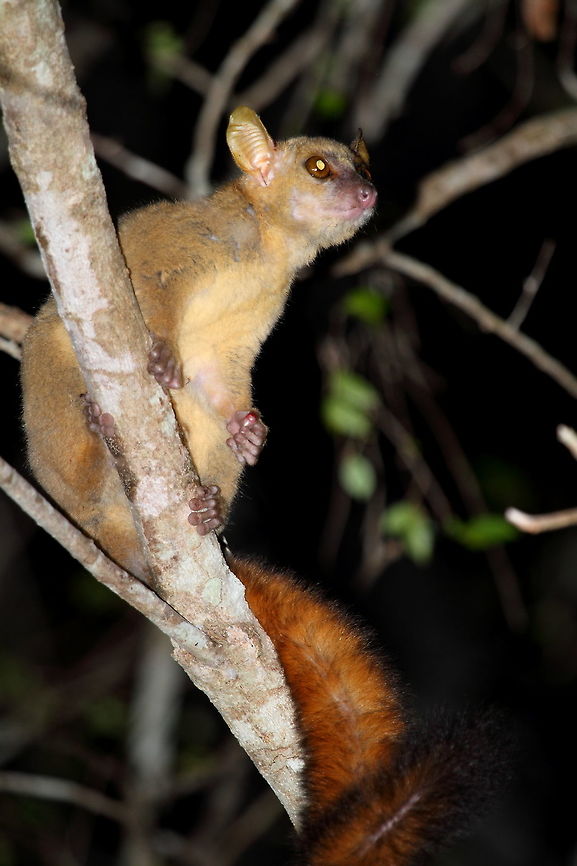 Coquerels_giant_mouse_lemur  Coquerels giant mouse lemur,Geotagged,Madagascar,Mirza coquereli,Spring