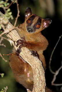 Pale_fork-marked_lemur  Geotagged,Madagascar,Pale fork-marked lemur,Phaner pallescens,Spring