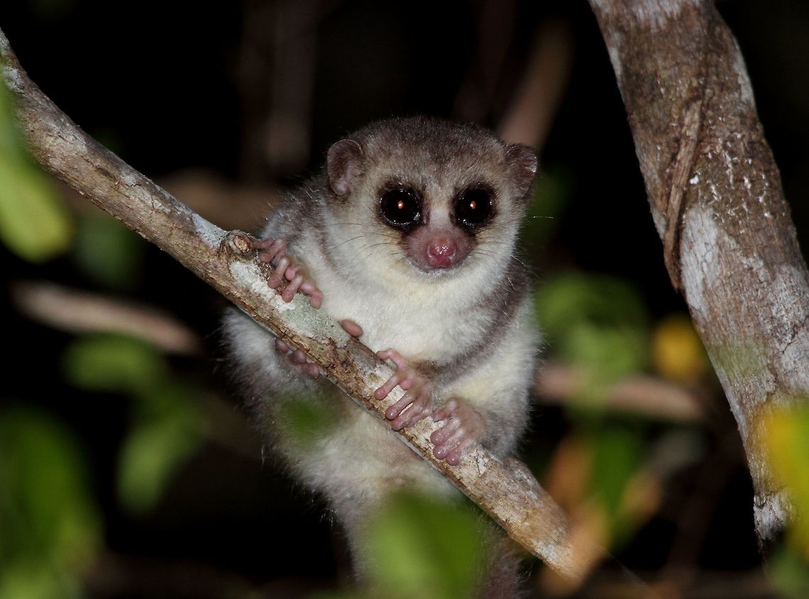 Fat-tailed_dwarf_lemur  Cheirogaleus medius,Fat-tailed dwarf lemur,Geotagged,Madagascar,Spring