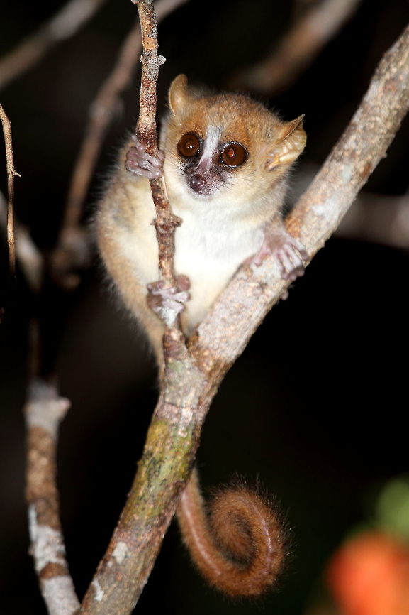 Mouse_lemur I was wondering, if somebody could help me in identifying this mouse lemur specie? Brown mouse lemur,Geotagged,Madagascar,Microcebus rufus,Spring