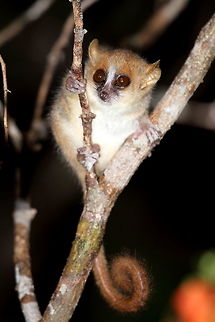 Mouse_lemur I was wondering, if somebody could help me in identifying this mouse lemur specie? Brown mouse lemur,Geotagged,Madagascar,Microcebus rufus,Spring