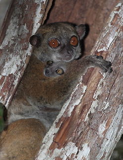 Ankarana_sportive_lemur  Anakarana sportive lemur,Geotagged,Lepilemur ankaranensis,Madagascar,Spring