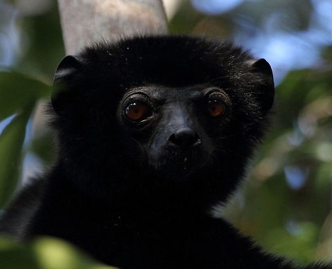 Perriers_sifaka  Geotagged,Madagascar,Perriers sifaka,Propithecus perrieri,Spring