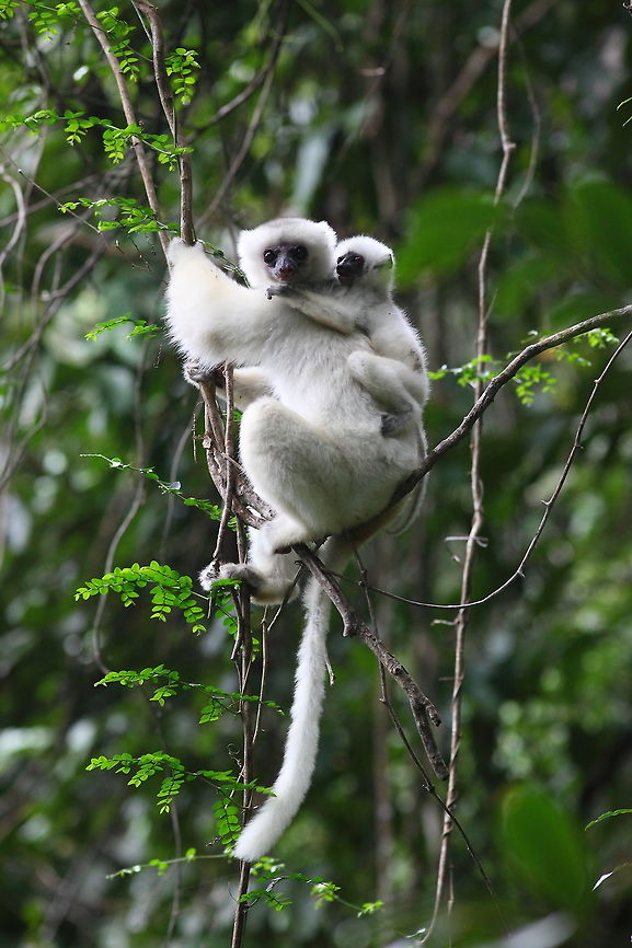 Silky_sifaka  Geotagged,Madagascar,Propithecus candidus,Silky sifaka,Spring
