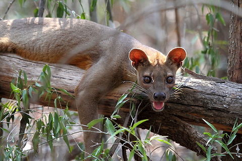 Fossa  Cryptoprocta ferox,Fossa,Geotagged,Madagascar,Spring