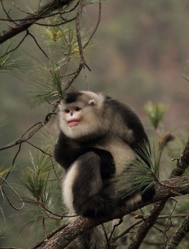 Yunnan_snub-nosed_monkey1  Black snub-nosed monkey,China,Geotagged,Rhinopithecus bieti,Winter