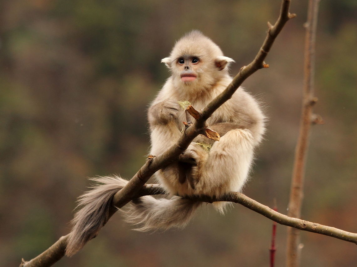 Yunnan_snub-nosed_monkey2  Black snub-nosed monkey,China,Geotagged,Rhinopithecus bieti,Winter