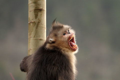 Yunnan_snub-nosed_monkey3  Black snub-nosed monkey,China,Geotagged,Rhinopithecus bieti,Winter