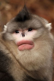Yunnan_snub-nosed_monkey4  Black snub-nosed monkey,China,Geotagged,Rhinopithecus bieti,Winter