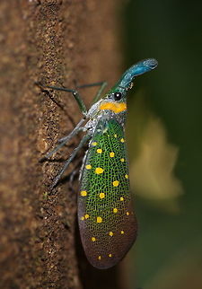 Chinese_lantern_bug  Geotagged,Malaysia,Pyrops whiteheadi,Winter