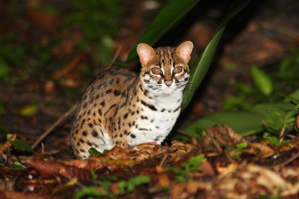 Leopard_cat  Geotagged,Leopard cat,Malaysia,Prionailurus bengalensis,Summer