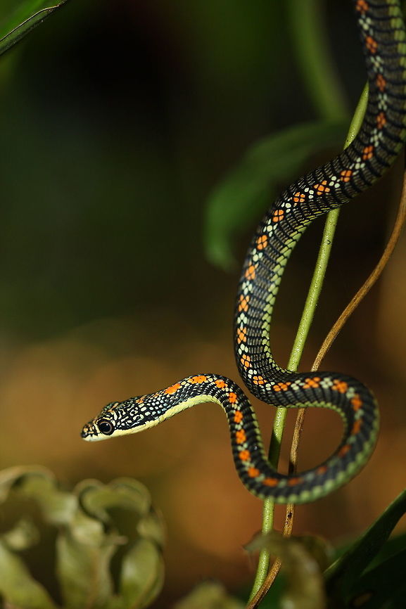 Paradise_flying_snake  Chrysopelea paradisi,Geotagged,Malaysia,Paradise Flying Snake,Winter