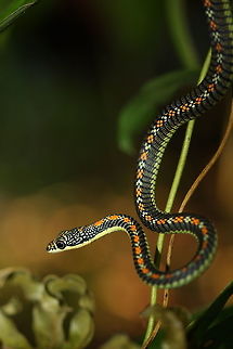 Paradise_flying_snake  Chrysopelea paradisi,Geotagged,Malaysia,Paradise Flying Snake,Winter