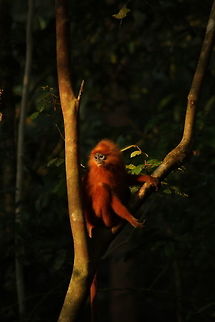 Red_leaf_monkey  Geotagged,Malaysia,Maroon leaf monkey,Presbytis rubicunda,Winter