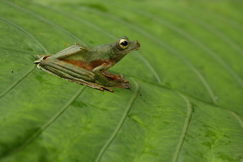 Wallace_flying_frog  Geotagged,Malaysia,Rhacophorus nigropalmatus,Wallaces flying frog,Winter