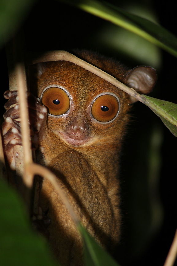 Western tarsier  Cephalopachus bancanus,Geotagged,Horsfields tarsier,Malaysia,Winter